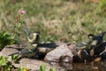 Four juvenile great tits drinking