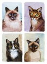 Four kinds of cats portraits isolated on white, cats breeds