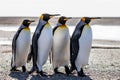 Four King Penguins (Aptenodytes patagonicus) standing together o Royalty Free Stock Photo