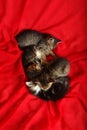 Four kitten on red tissue Royalty Free Stock Photo