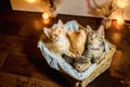 Four kittens in a basket. Age 1 month. Royalty Free Stock Photo