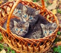 Four kittens in a basket Royalty Free Stock Photo