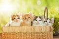 Four kittens in a basket Royalty Free Stock Photo