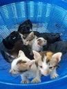 Four kittens in a blue basket Royalty Free Stock Photo