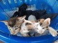 Four kittens in a blue basket Royalty Free Stock Photo