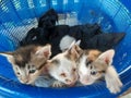 Four kittens in a blue basket Royalty Free Stock Photo