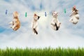 Four kittens dry on a clothesline