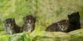 Four kittens Royalty Free Stock Photo