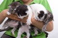 Štyri mačiatka držaný podľa 
