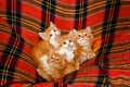 Four kittens hiding in the folds of the plaid