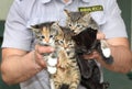 Four kittens in the male hands. Animal rescue.