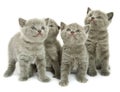 Four kittens over white