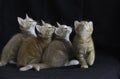 Four kittens playing on black background