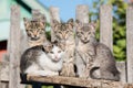 Four kittens sitting on the Board