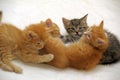 Four kittens together