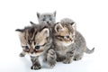 Four kittens walking together