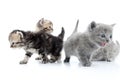 Four kittens walking together Royalty Free Stock Photo
