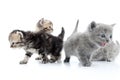 Four kittens walking together