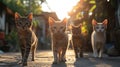 Four kittens walking towards the camera in the golden hour sunlight Royalty Free Stock Photo