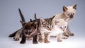 Four kittens on a white background Royalty Free Stock Photo