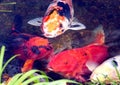 Four koi fish hoping to be fed