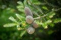 Four Korean fir cones on a branch in the Park.Texture or background