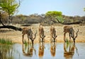 Four Kudu drinking at a waterhole in Onguma Private reserve