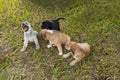 four labrador dogs puppy on lawn, just one month old.