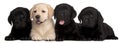 Four Labrador puppies, 7 weeks old