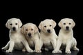 Four Labrador puppy isolated on Black background