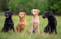 Four Labrador Retriever dogs