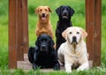 Four Labrador Retriever dogs