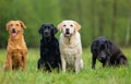 Four Labrador Retriever dogs