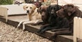 Four labradors