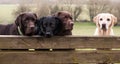 Four labradors