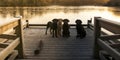 Four labradors