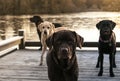 Four labradors