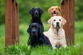 Four Labradors Retriver on a spring meadow