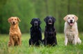 Four Labradors Retriver on a spring meadow