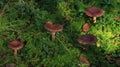 Brown mushrooms in moss. Lactarius rufus. Green background
