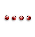 Four lady bugs with shadows on white