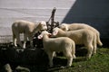 Four lambs drinking
