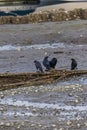 four large adult crows perched on a log in a sea bed Royalty Free Stock Photo