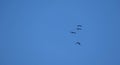 Four large birds flying in a blue sky