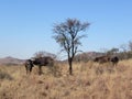 Four large Buffalo bulls standing next to a dried out tree in a bushveld in South Africa under a crisp clear blue sky Royalty Free Stock Photo