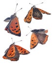 Four Large copper butterflies isolated on white Royalty Free Stock Photo