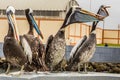 Four large pelican sitting