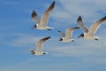 Four Laughing Gulls Flying Together in the Sky