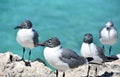 Four Laughing Gulls over the Ocean Waters Royalty Free Stock Photo