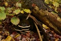 Brown shelf fungus grown unabated